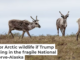 Teshekpuk caribou graze in the National Petroleum Reserve-Alaska. Bob Wick/BLM, CC BY